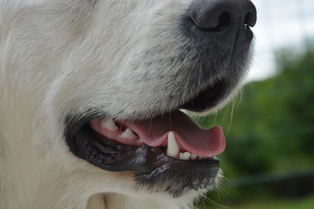 facts about dog teeth