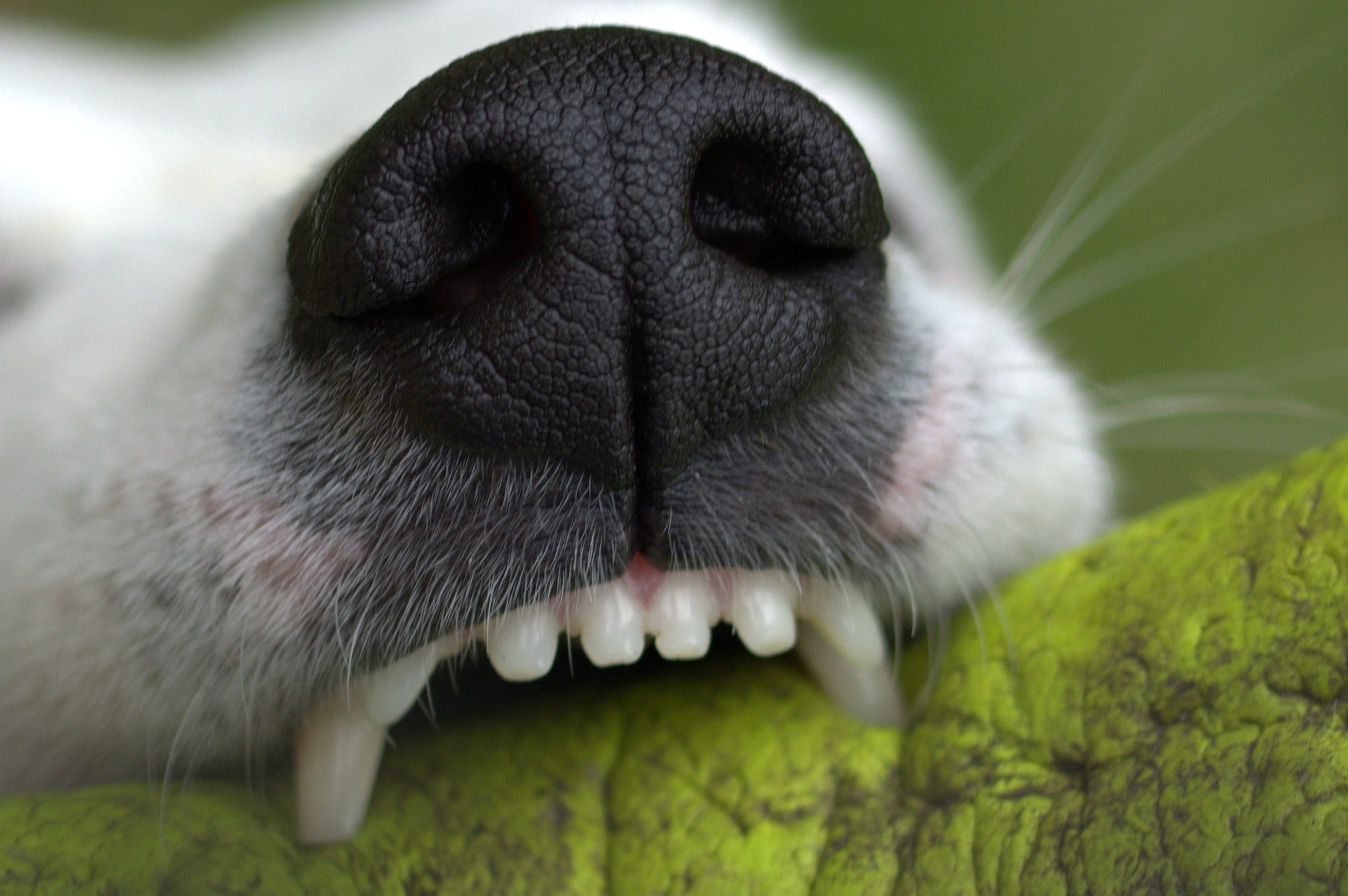 facts about dog teeth