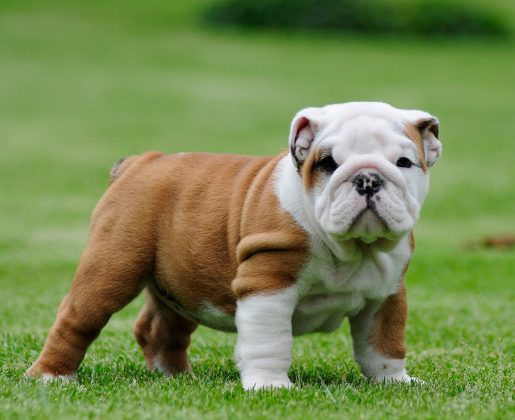 10 Cutest Dog Breeds You Would Love To Own - Stylinggo