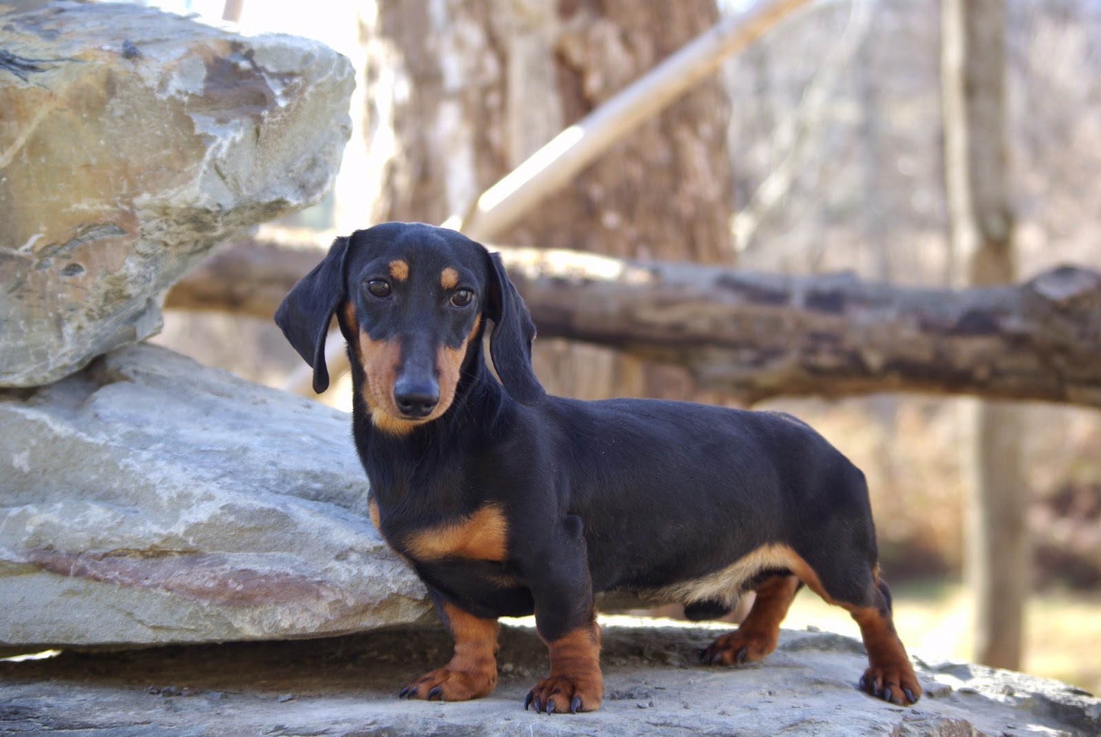 If you want your dog to be just yours Dachshund dog is a perfect breed for....